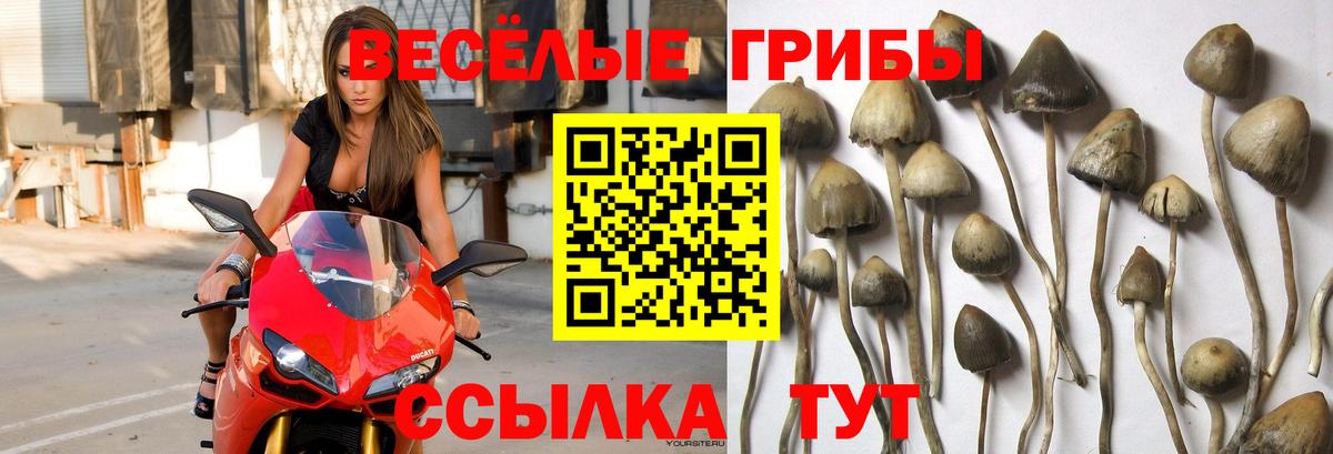 Галлюциногенные грибы Psilocybine cubensis Трёхгорный